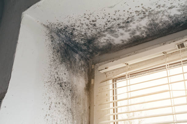 Affordable Mold Cleanup solutions in Berwyn, PA